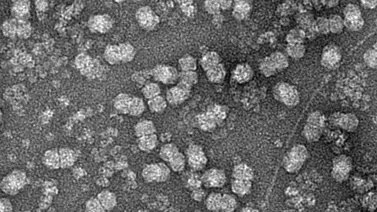 program-9th-international-geminivirus-symposium-and-7th-international