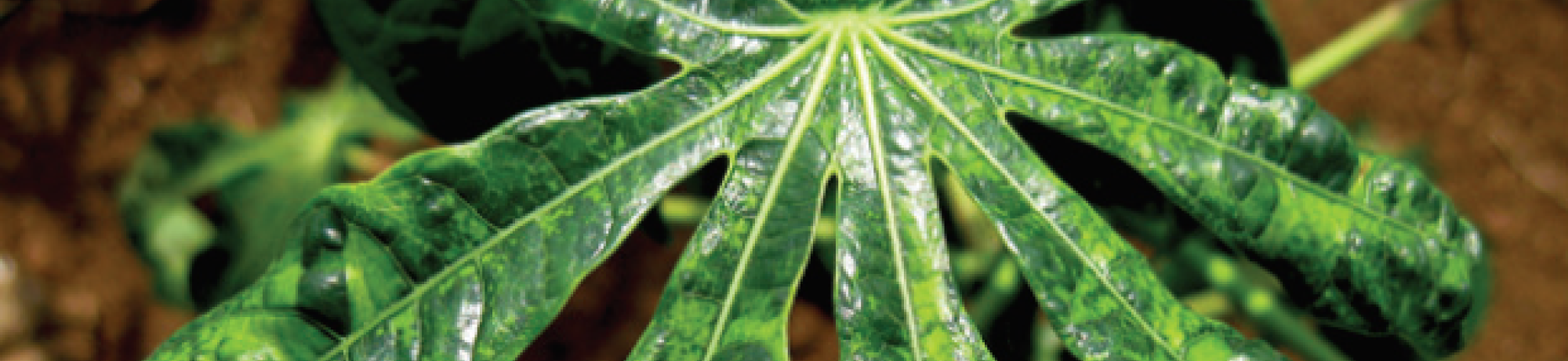 Cassava mosaic virus