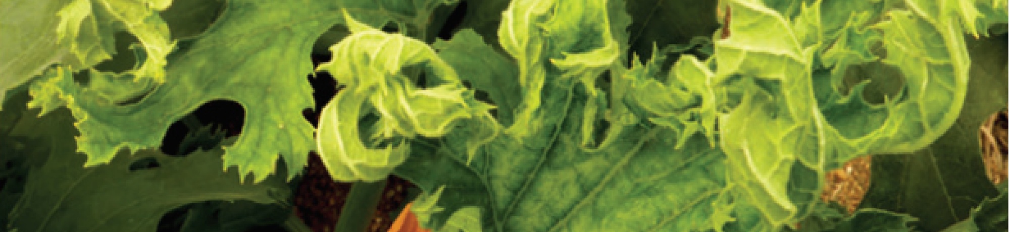 TYLCV zucchini